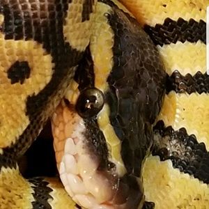 Meet your Posher, Sabrina